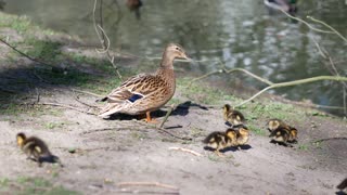 The most beautiful family in nature