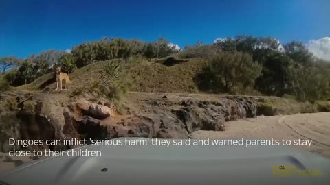 Australia: dog bites sunbathing tourist