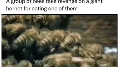 A group of bees take revenge on a gigant hornet for