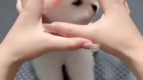 Cute Baby Cat 😻