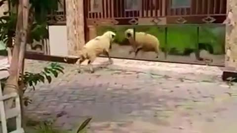 Animals cute funny video