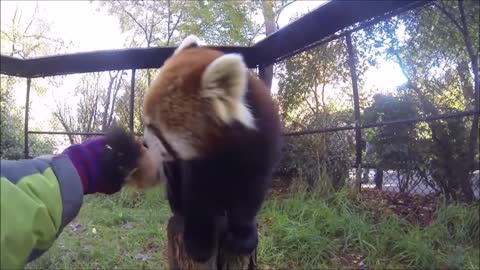 Most Adorable Red Panda - CUTEST Compilation