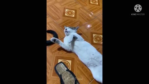 Funny cat playing