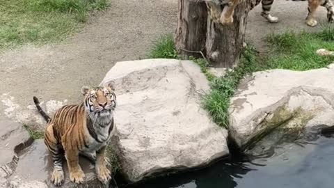 tigers