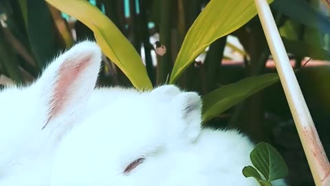Cute Funny Rabbit