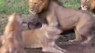 When the lion fights