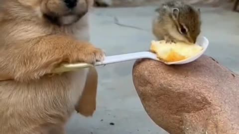 Dog and funny animals