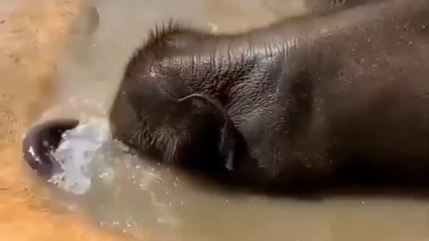 Beautiful baby elephant just enjoy his bath