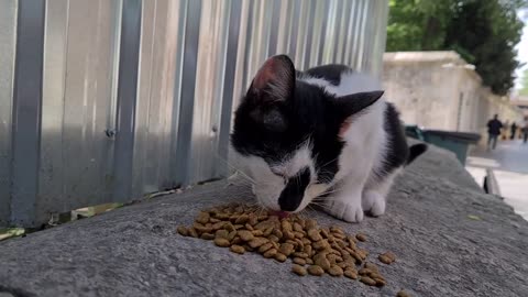 He_s the most handsome cat I_ve ever seen