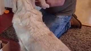 AWE BE STILL MY HEART ❤️ GOLDEN RETRIEVER MEETING BABY FOR THE FIRST TIME