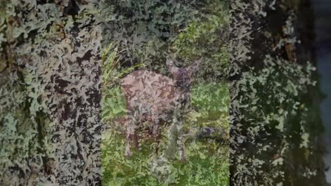 Critical Loads Video Series: Lichens