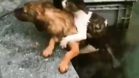 Dog saves cat from drowning, Everyday heroes