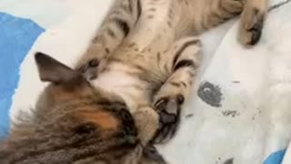 Watch this two kittens having fun together