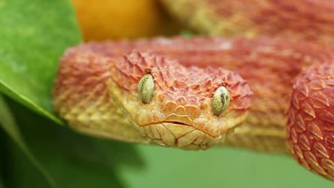 A king cobra snake rising from its sleep,