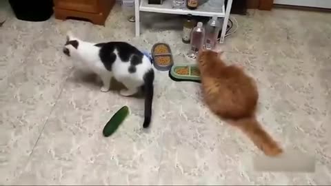 Funny cats 🐈