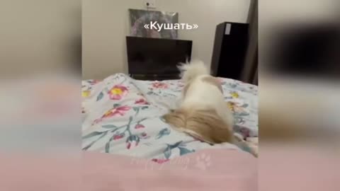 Cats funny and cute videos