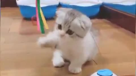 Baby cat 🙀 (kitten) playing with Butterfly 🦋