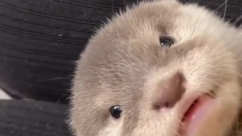 Little baby otter playingr