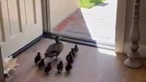 Duck family walks through House