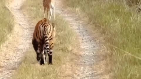 Tiger Attack Fawn(Deer Cubs)