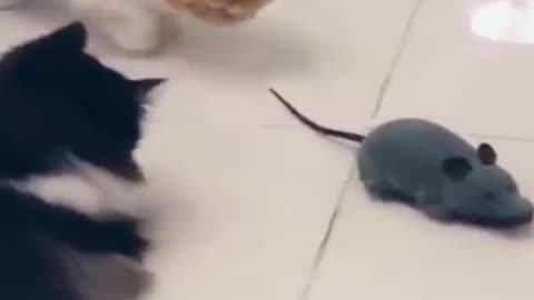 Funny Cats Play with Mouse Toy #shorts