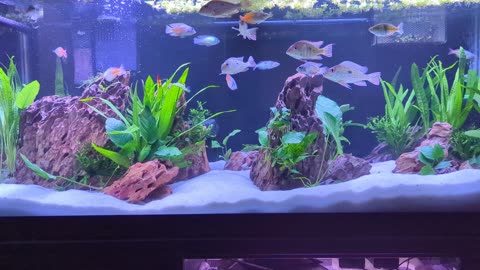 My aquarium test 2