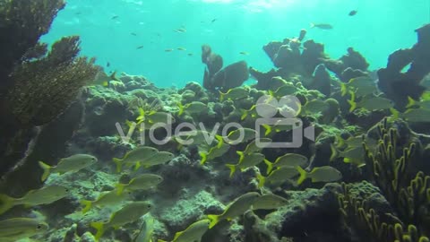 Beautiful tropical fish swim around a reef underwater 4