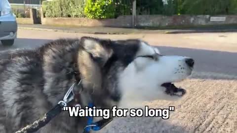 Husky Tells My Mum Off for Talking To Stranger!