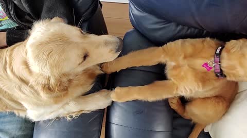 Golden Retrievers Have a Heated Conversation