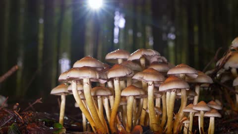 Mushrooms Forest Toxic Mystical Nature Sun