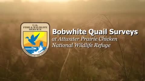 Counting Quail at Attwater (Audio Described)_1