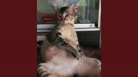 Cat animals funny videos