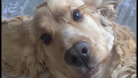 He looks a little silly today, but his big eyes are still cute