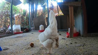 Backyard Chickens Fun Relaxing Video Sounds Noises Hens Clucking Roosters Crowing!