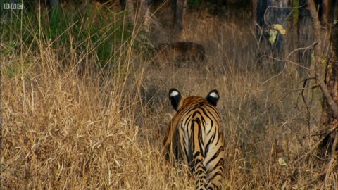 wonderful tiger family for the forest . World Animal Lovers