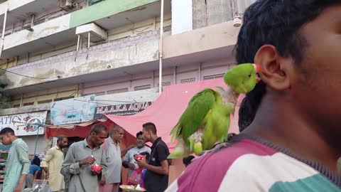 Hungry Parrot, eating its owners ear