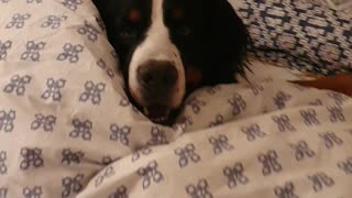 Bernese Mountain Dog ready for the night