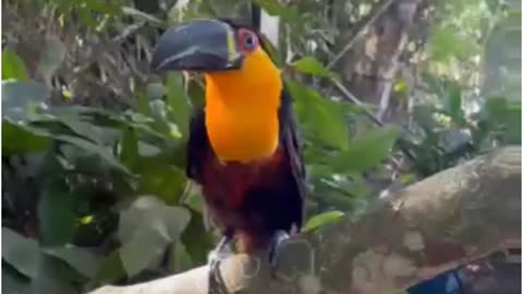 Bico Preto toucan / black beak toucan