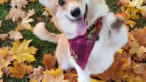 Autumn puppy cute tricks