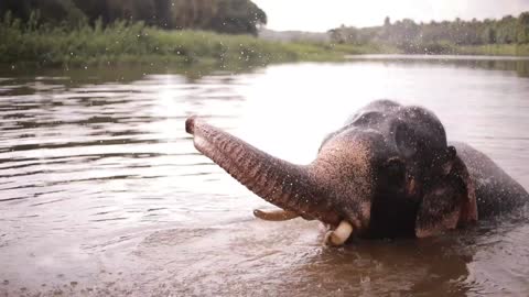 Cute baby elephants enjoy bathing and love to play.