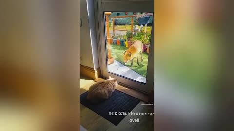 Funny cat video ||funny dog video|| funny animals videos|| funny cat and dog videos trending 2023