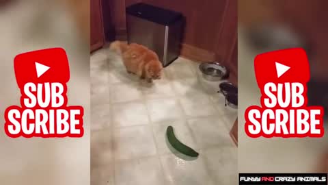 CATS AFRAID OF CUCUMBERS | 😻 Best Of The 2021 Funny Animal Videos 🐶