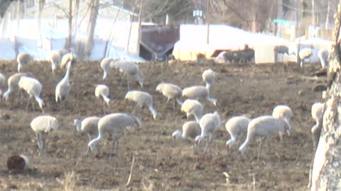 Sandhill cranes return to Palmer Alaska