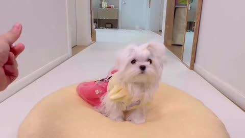 즐추 되세요🥰 #미소아라 #티티 #틱톡애니멀 #파트너크리에이터 #내펫직캠 #내펫꿀템 #tryme #pet #foryou #fyp