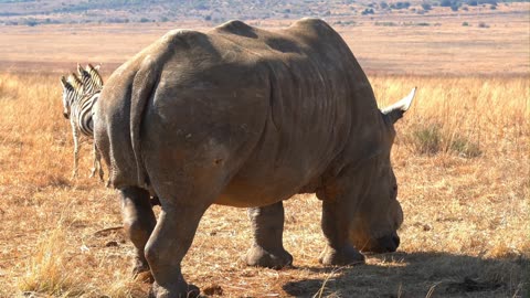 A Rhino with a Couple of Zebra