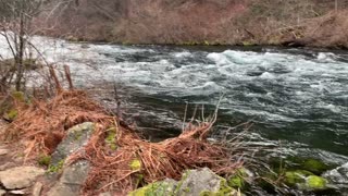 Exploring the Rocky Shoreline of Wild Metolius River – Central Oregon