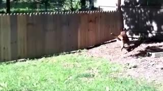 Proud Man Stands Back To Marvel At Fence He Built To Keep Dog In