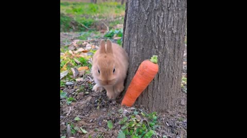 Cute Rabbit eating fruits funny video 🤣 Target 50 rumble followers