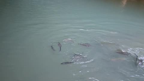 Roaring River State Park trout