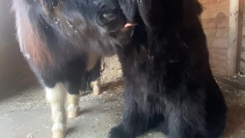 A Tiny Horse Kissing A Giant Dog